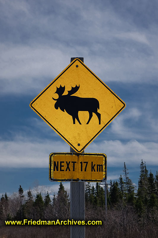 twillingate,newfoundland,canada,traffic,sign,moose,crossing,